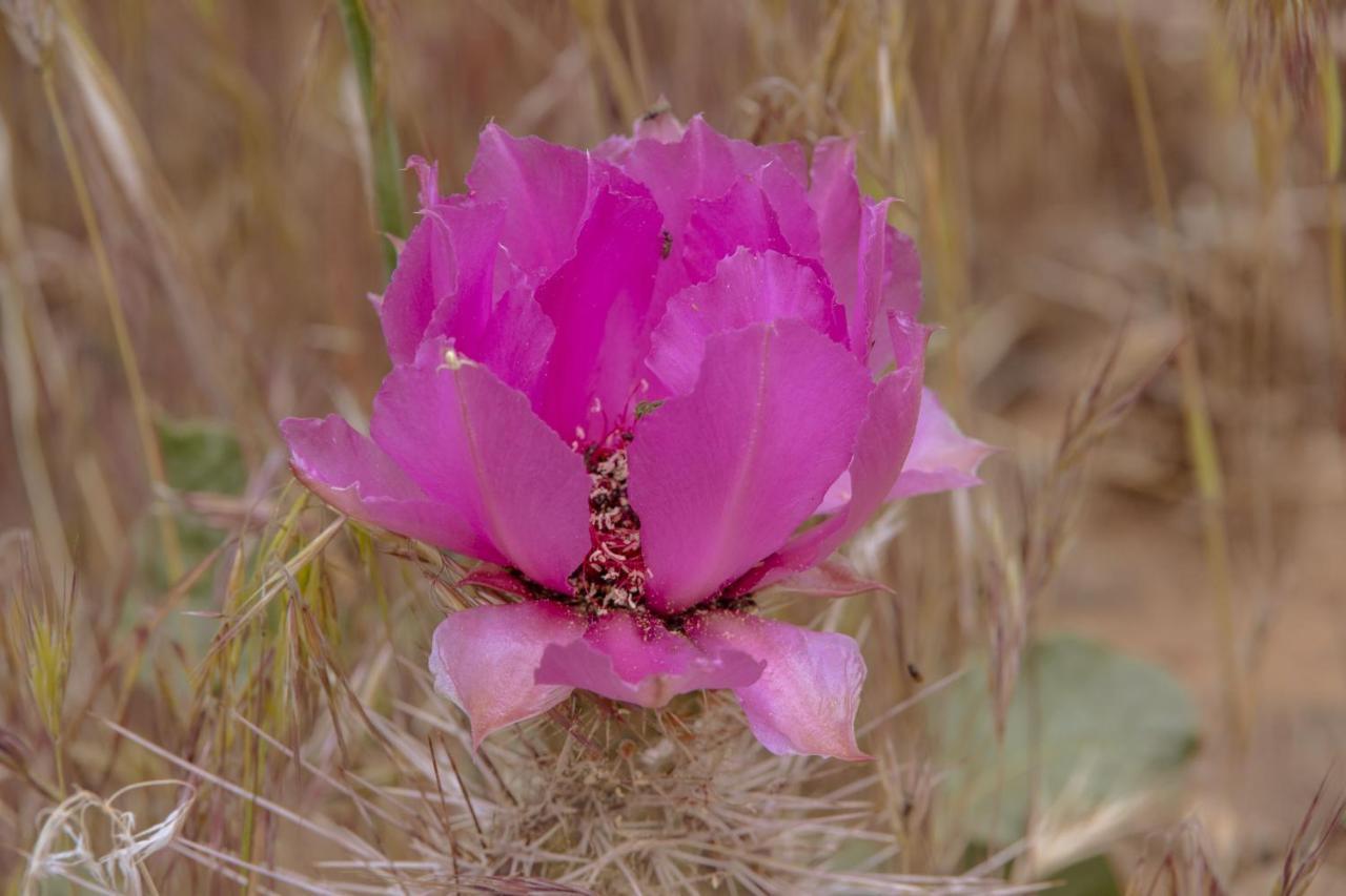 מלון וירג'ין Zion Wildflower מראה חיצוני תמונה